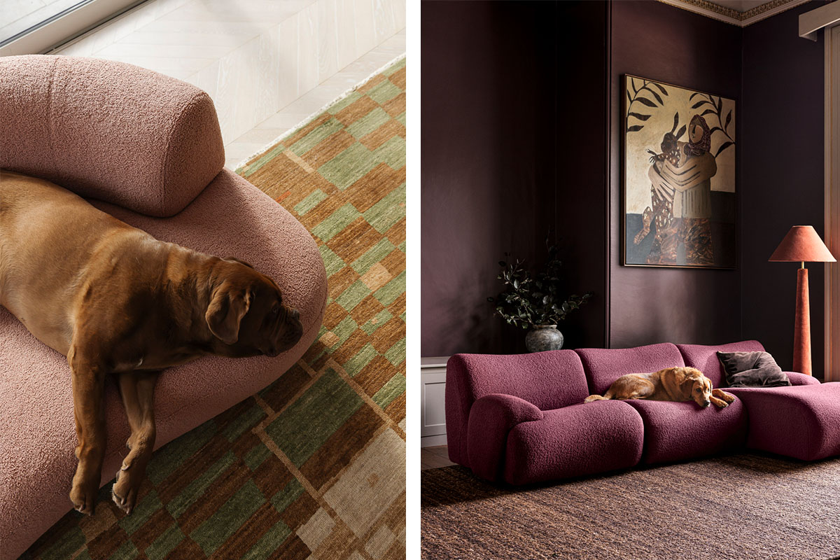 Dog sits on curved modular sofa in bouclé in a colour drenched burgundy living room.