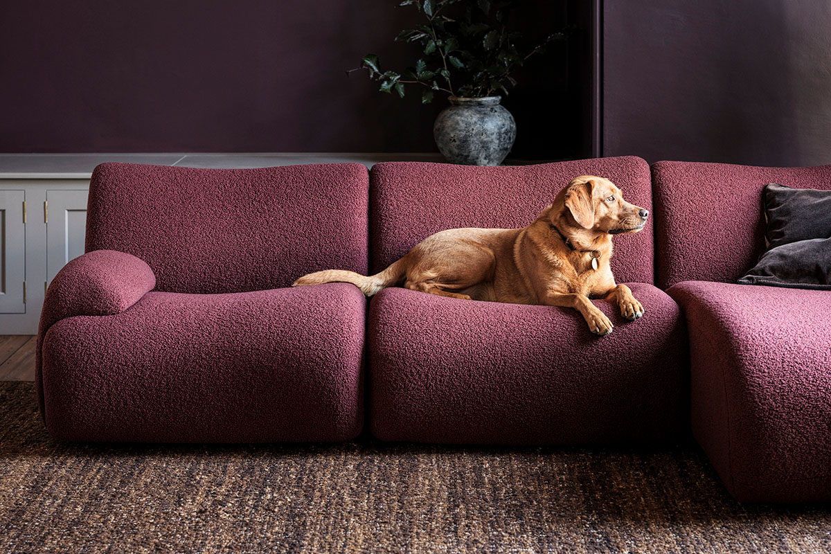 Close up of a deep plum modern sofa with a labrador sitting on it.